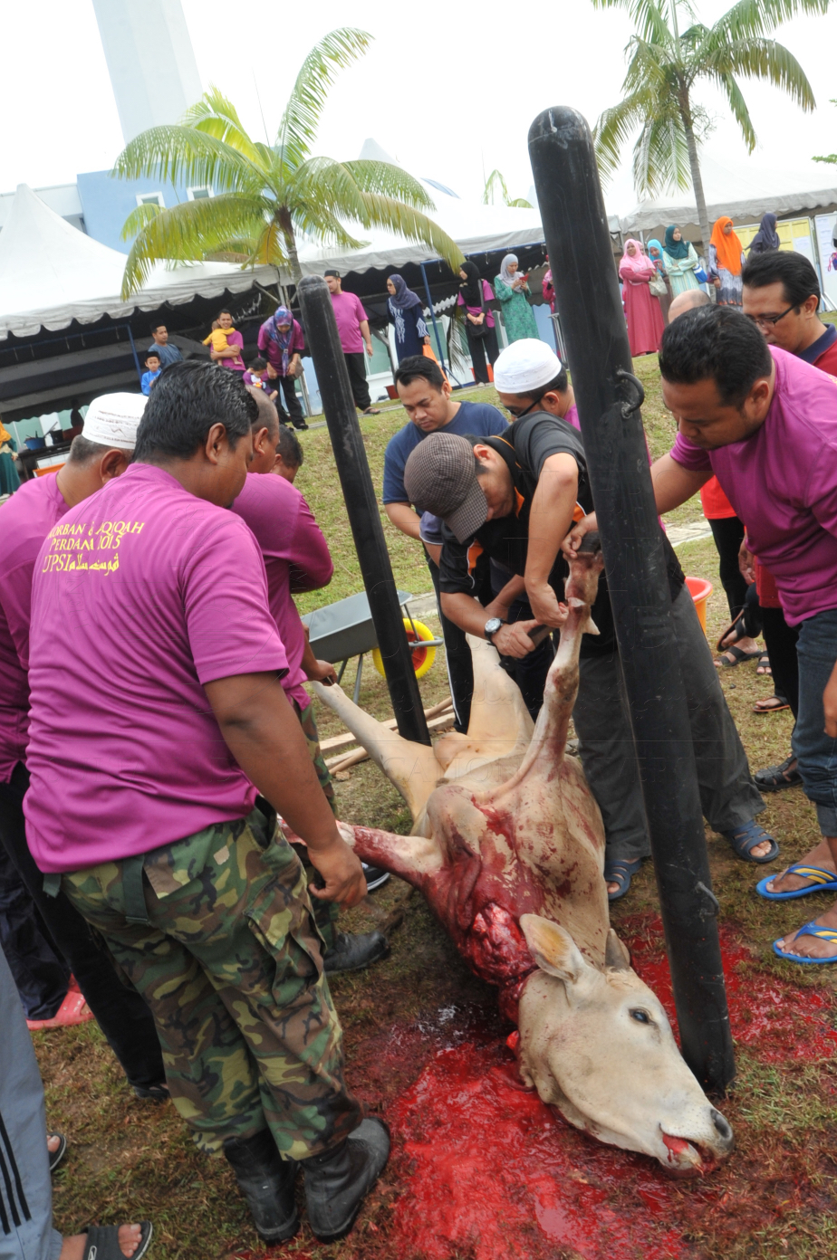 PRO15 150 KORBAN HAS 6765